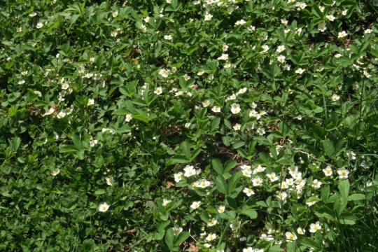 There is a substantial wild strawberry patch with plenty of flowers being pollinated daily!