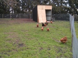 Chickens in their new chicken yard