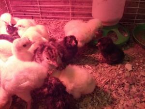 Turkey poults, meat chicks, and our "farmyard special" layers