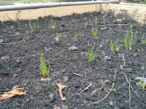 Onion shoots less than a week after planting