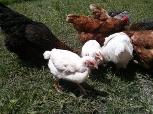 Young White Rock chickens on pasture.